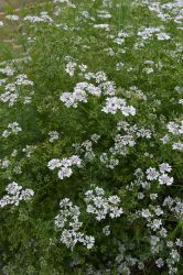 Coriander flower